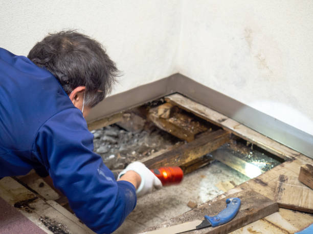 Best Fast Mold Removal  in Rkesburg, PA