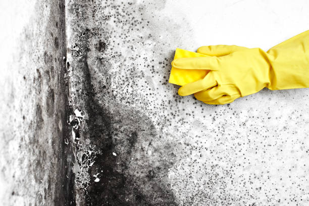 Office Mold Removal Services in Parkesburg, PA