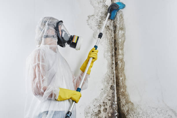 Best Mold Removal and Inspection  in Rkesburg, PA