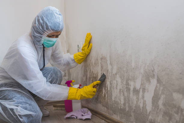 Attic Mold Removal in Parkesburg, PA