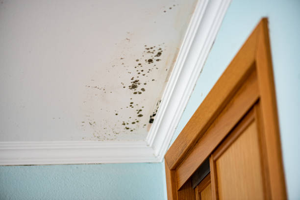 Home Mold Removal in Parkesburg, PA