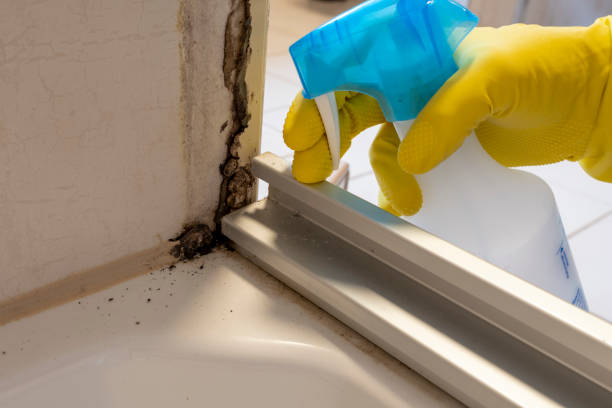 Best Certified Mold Removal  in Rkesburg, PA