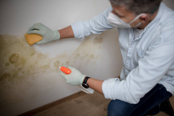 Best Mold Removal Specialists  in Rkesburg, PA