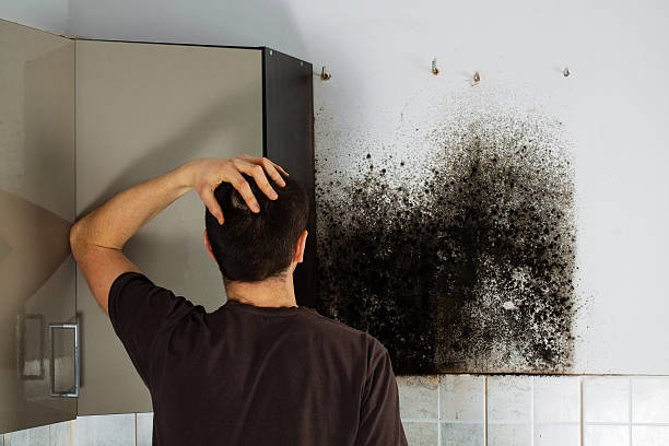 Best Crawl Space Mold Removal  in Rkesburg, PA